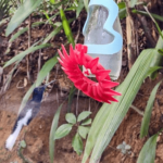 Pesquisadores criaram uma garrafa inteligente que auxilia no monitoramento dos beija-flores no Mello Leitão. - Foto: LabTel