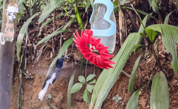 Pesquisadores criaram uma garrafa inteligente que auxilia no monitoramento dos beija-flores no Mello Leitão. - Foto: LabTel